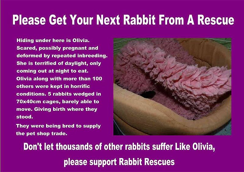 File:Olivia notice.jpg