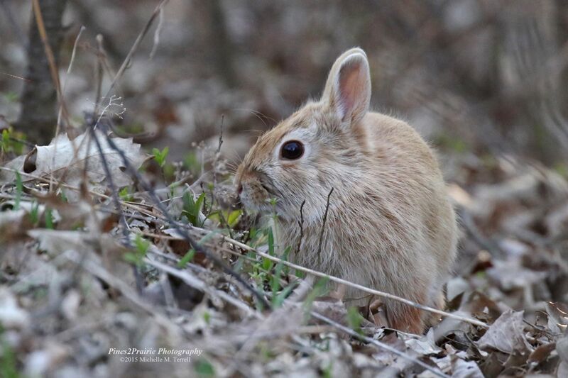 File:Pines2Prairie blonde cottontail-2015.jpg