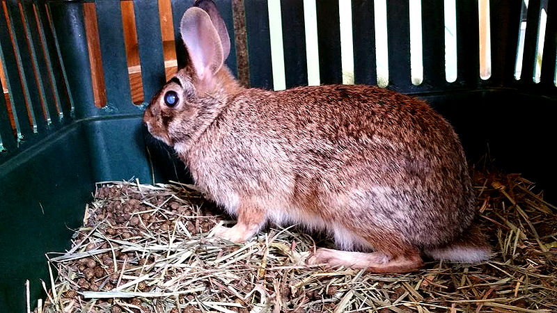 File:PoorCottontail1a.jpg
