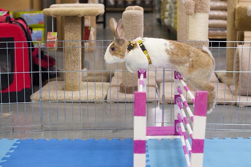 File:RabbitAgility.jpg