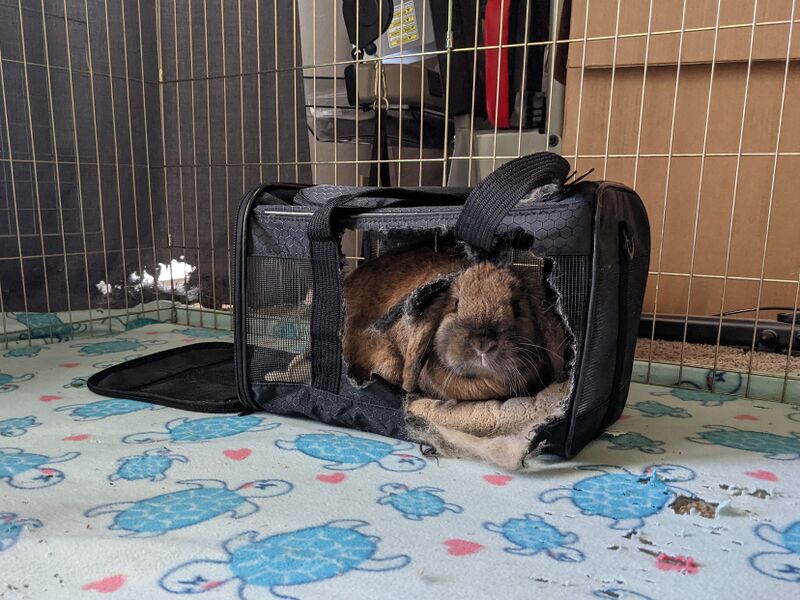 File:SneakyDragon lop softcarrier.jpg