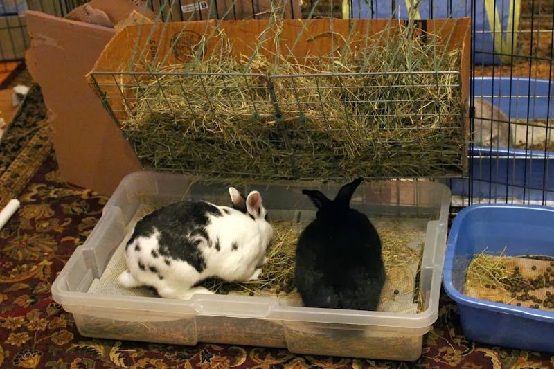 File:Underbed Litter Box.jpg