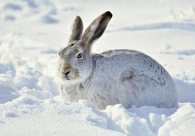 File:White-tailed jackrabbit on Seedskadee National Wildlife Refuge (32631924875).jpg
