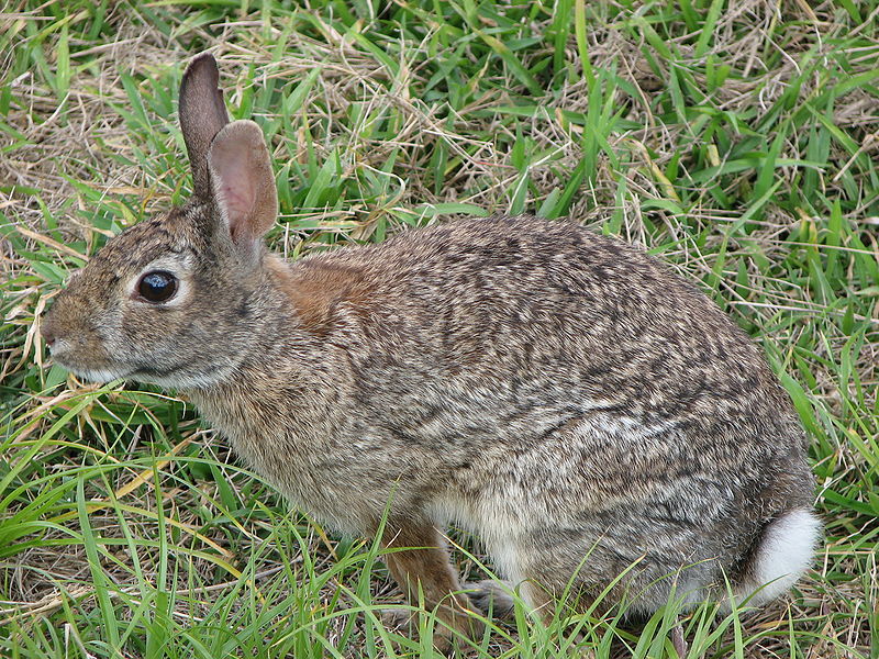 File:Wild rabbit us.jpg