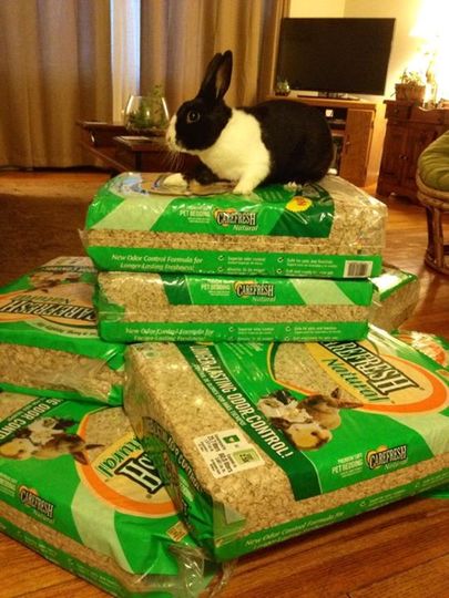 File:AccioInternets harry claiming litter.jpg