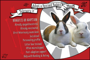 Adopt A Rabbit_Everybunny
