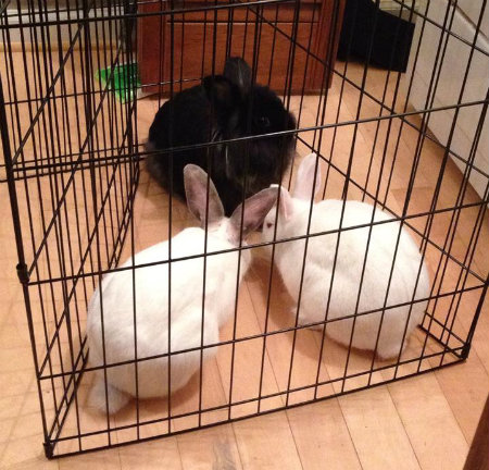 File:Adricat elvira barry moosh microbonding.jpg