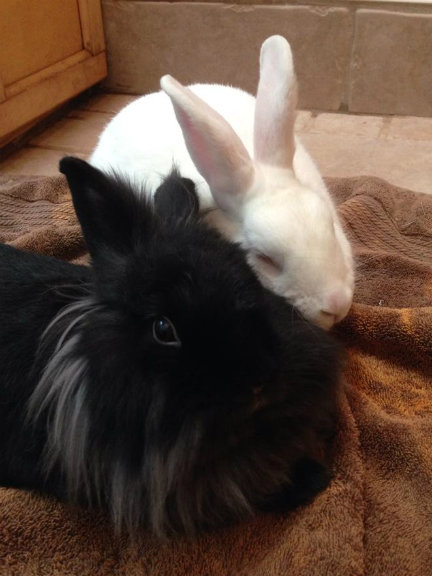 File:Adricat elvira barry snuggle.jpg