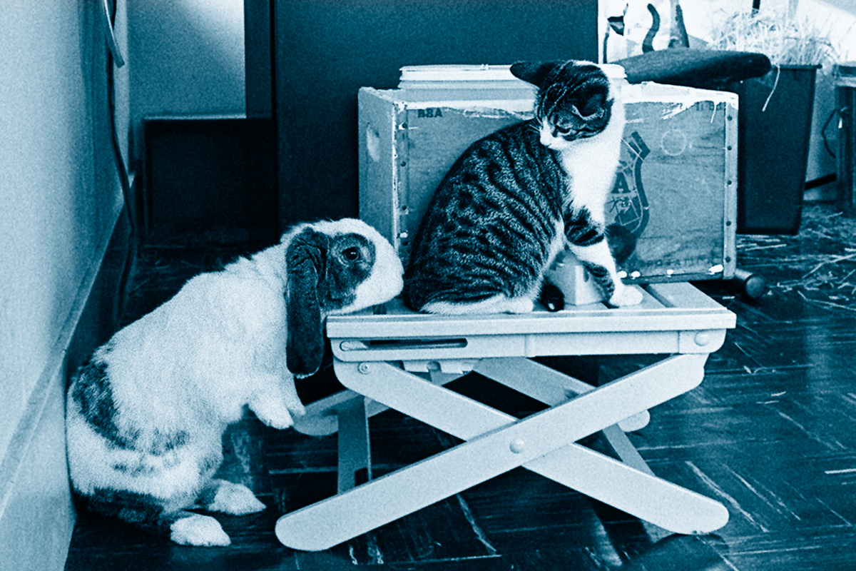 rabbit and cat
