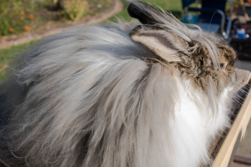 angora rabbit with long fur