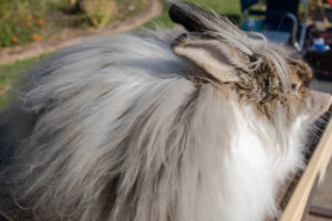 angora rabbit with long fur