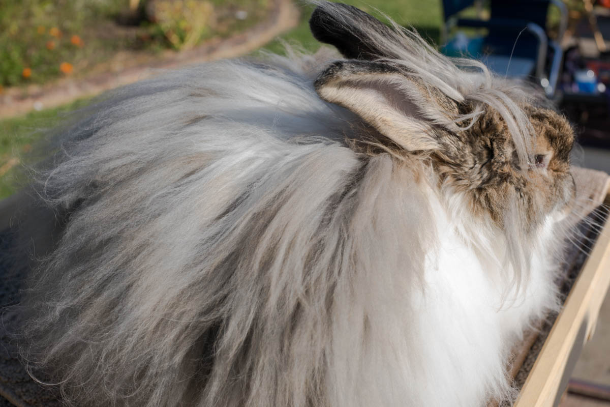angora rabbit with long fur