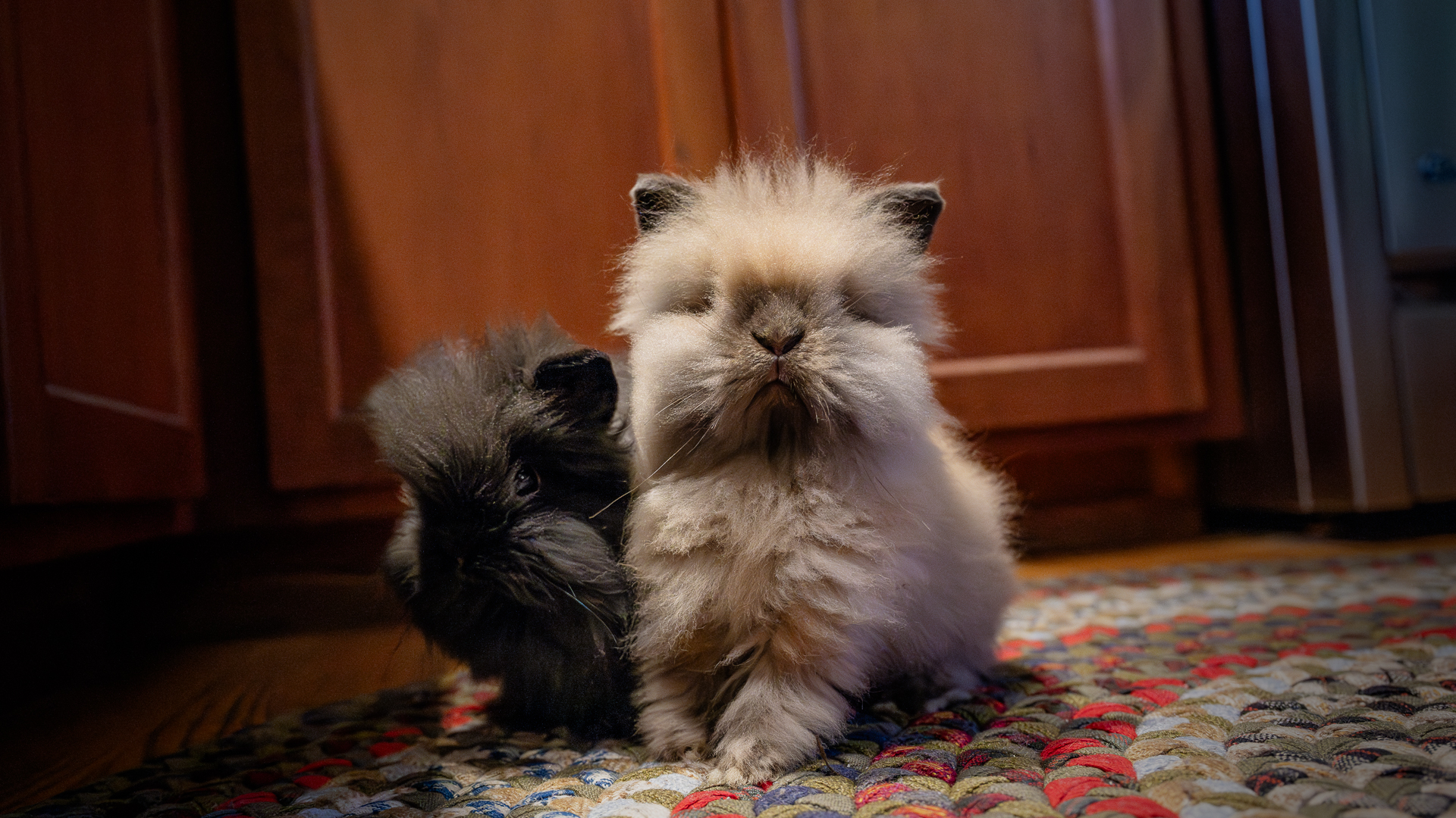 Newton and JoJo, two baby rabbits from a hoarding rescue being fostered for SaveaBunny. Photo by Paige K Parsons.