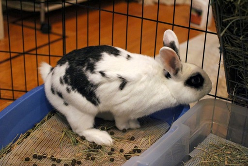 File:Baobao peeing.jpg