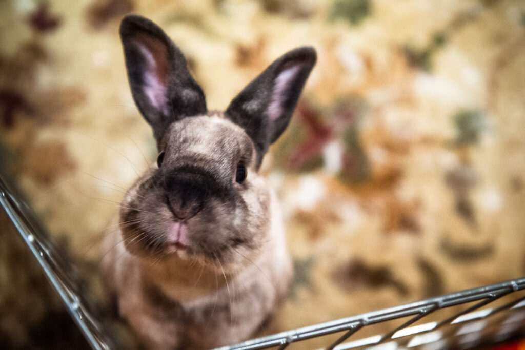 house rabbit looking up at viewer