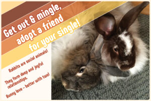 two bonded house rabbits