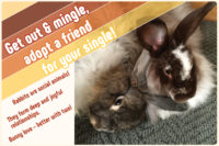 two bonded house rabbits