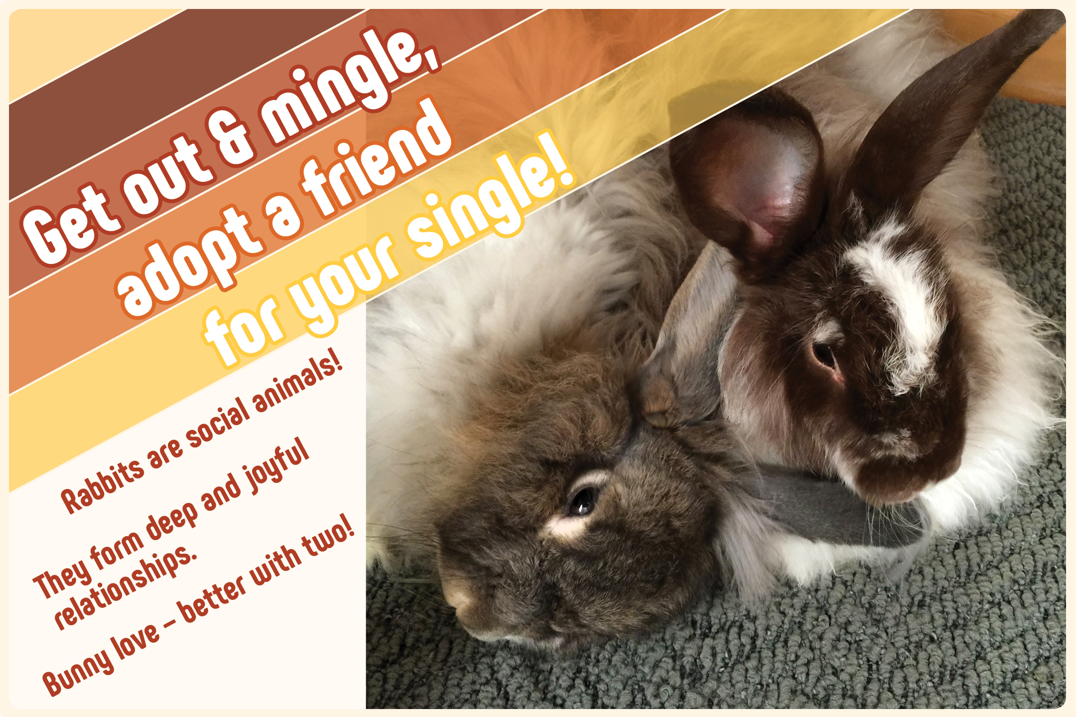 two bonded house rabbits