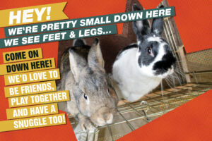 Professional beggars, Monkey and Domino, by Alison Giese. Graphic by Amy Ramnaraine.