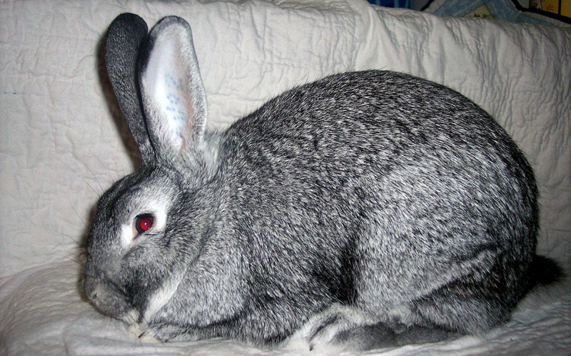 File:Breeds-americanchinchilla.jpg