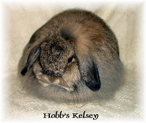 File:Breeds-americanfuzzylop-chestnut.jpg