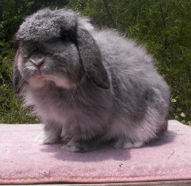 File:Breeds-americanfuzzylop-chinchilla.jpg