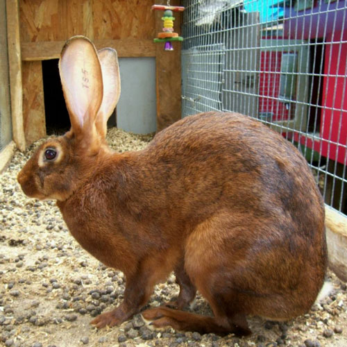 File:Breeds-belgianhare.jpg