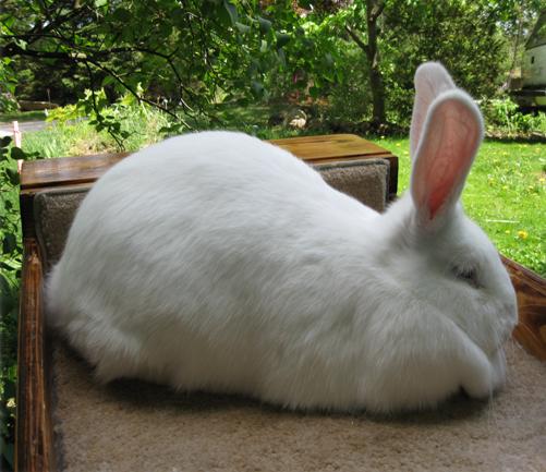 File:Breeds-beveren-white.jpg