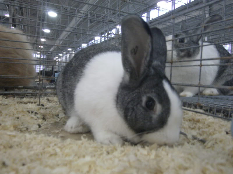 File:Breeds-dutch-chinchilla.jpg