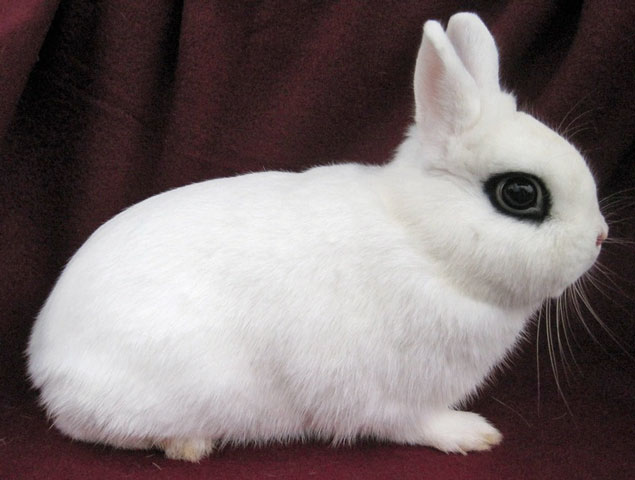 File:Breeds-dwarfhotot.jpg