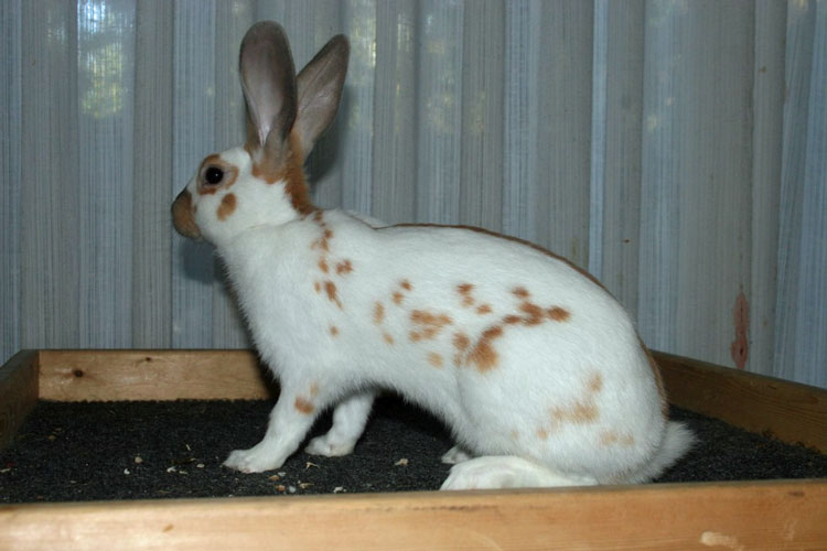 File:Breeds-englishspot-gold.jpg
