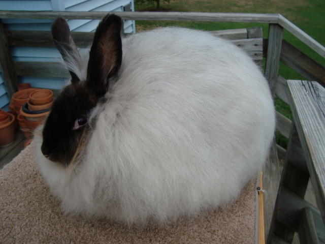 File:Breeds-frenchangora-sable.jpg
