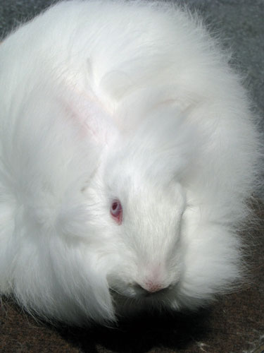 File:Breeds-giantangora-bew.jpg