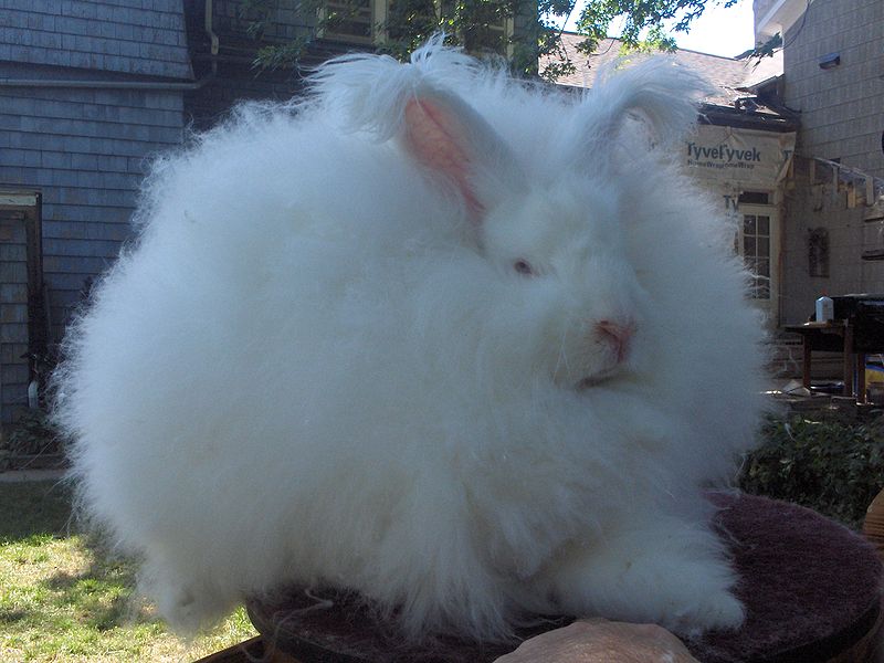 File:Breeds-giantangora-rew.jpg