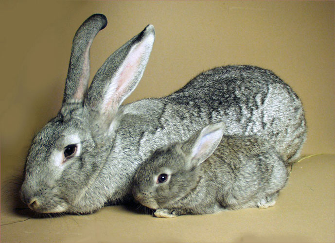 File:Breeds-giantchinchilla.jpg