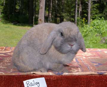 File:Breeds-hollandlop-bluetort.jpg
