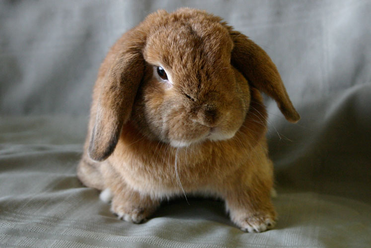 File:Breeds-hollandlop-chocagouti.jpg