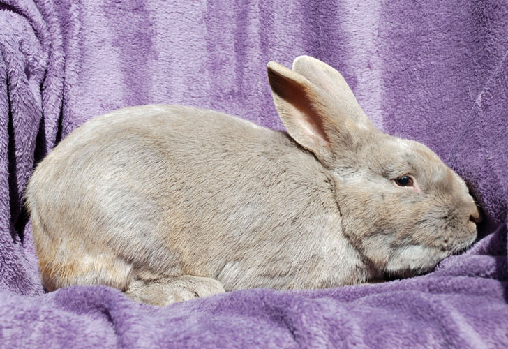 File:Breeds-lilac.jpg