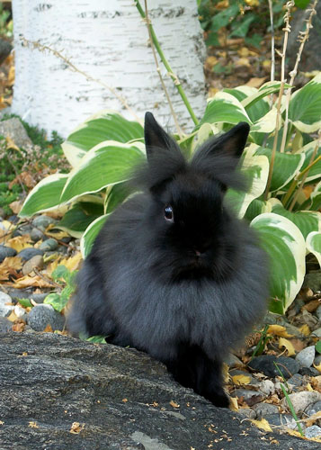 File:Breeds-lionhead-black.jpg
