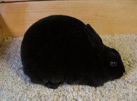 File:Breeds-minirex-black.jpg