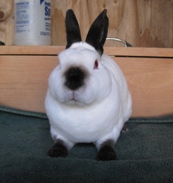 File:Breeds-minirex-blackhimalayan.jpg