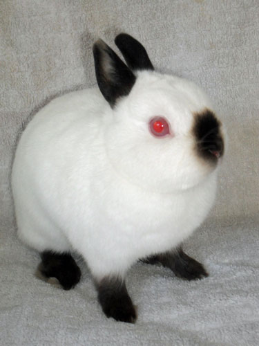 File:Breeds-netherlanddwarf-blackhimalayan.jpg