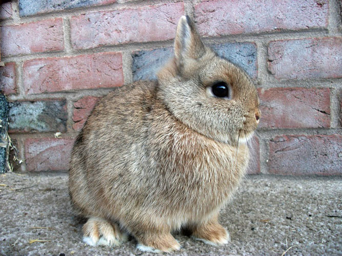 File:Breeds-netherlanddwarf-cinnamon.jpg