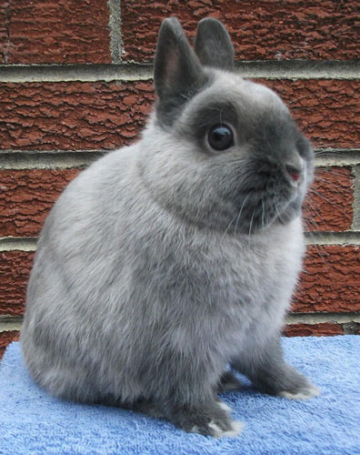 File:Breeds-netherlanddwarf-siamesesmokepearl.jpg