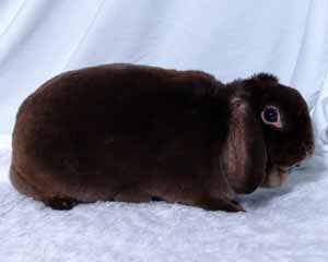 File:Breeds-plushlopuk-chocolate.jpg