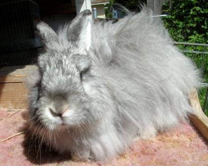File:Breeds-satinangora-chinchilla.jpg