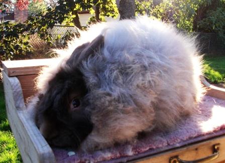 File:Breeds-satinangora-chocolate.jpg