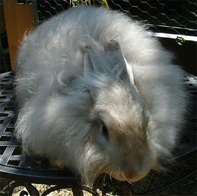File:Breeds-satinangora-lilacchinchilla.jpg