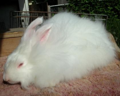 File:Breeds-satinangora-rew.jpg