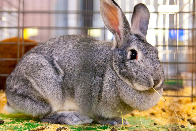 File:Breeds-standardchinchilla.jpg
